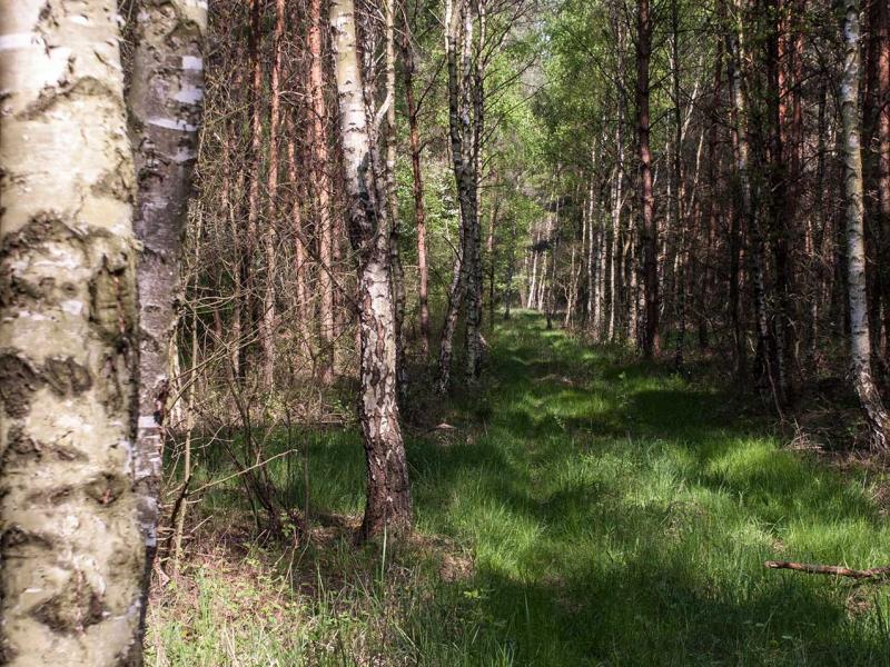 road in the forest jigsaw puzzle online