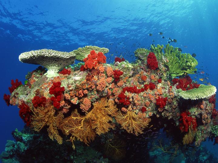 サンゴ礁 ジグソーパズルオンライン