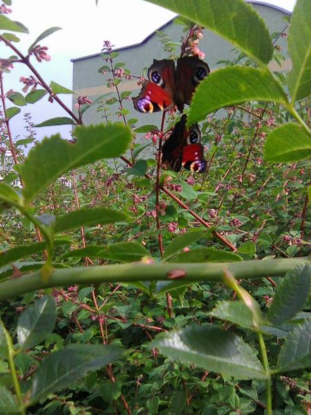 соседские бабочки пазл онлайн