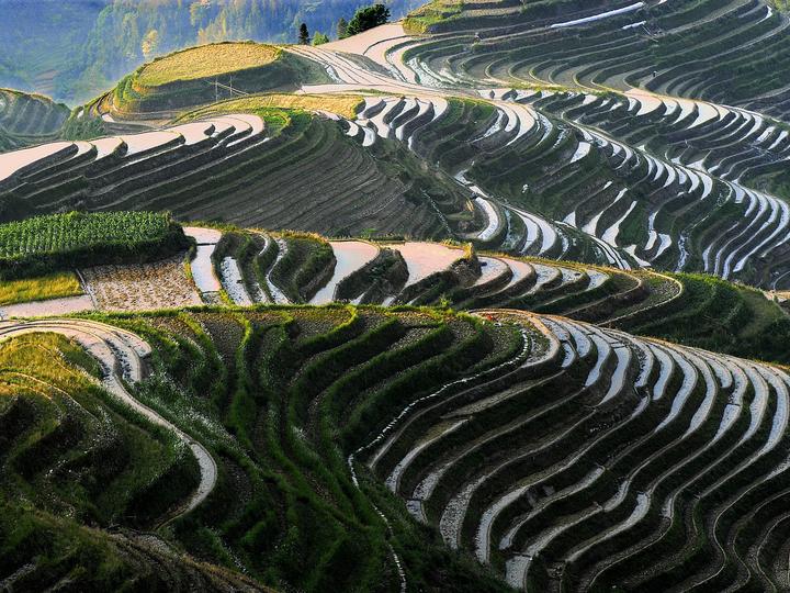 campos de arroz quebra-cabeças online