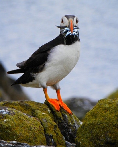 PUFFIN (Fratercula arctica) jigsaw puzzle online