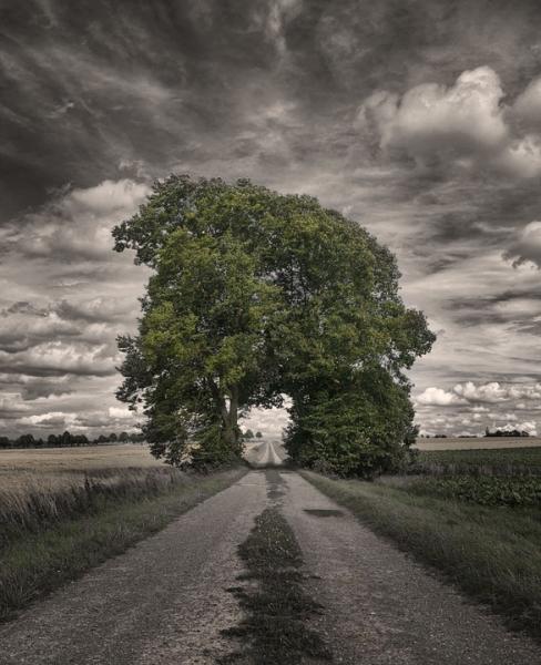 Road among fields jigsaw puzzle online