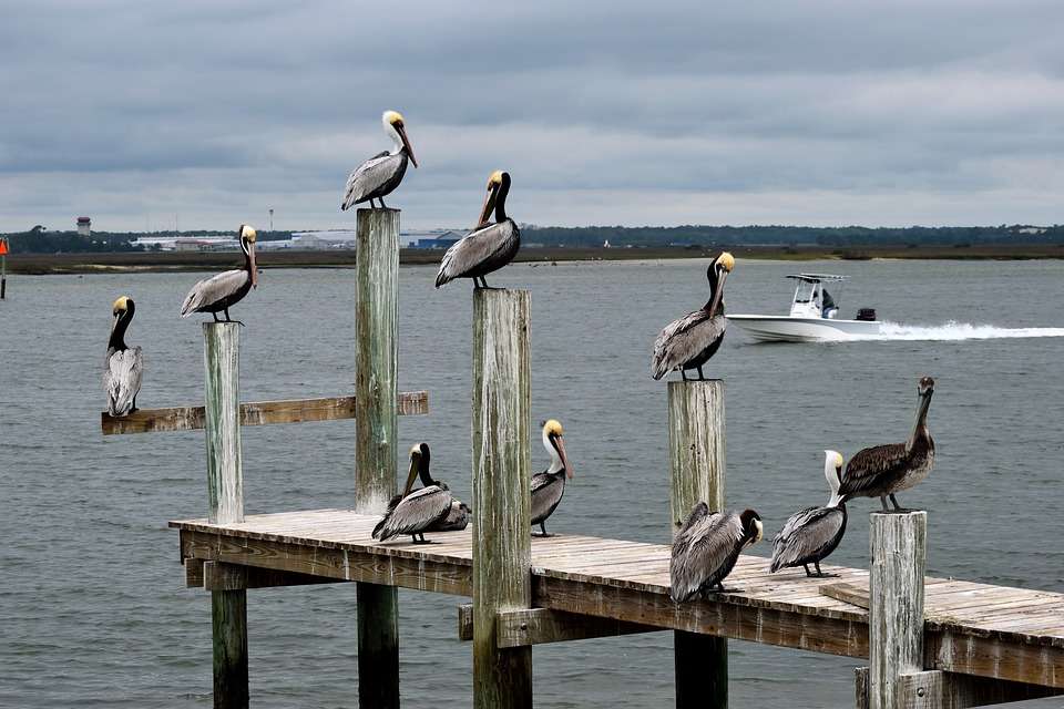 Pelikaner på bron. pussel på nätet