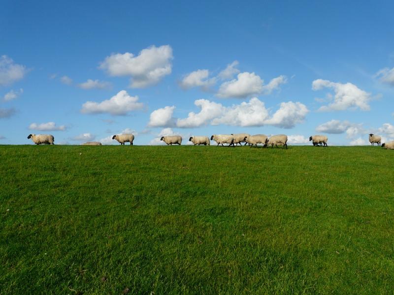 Kudde schapen online puzzel