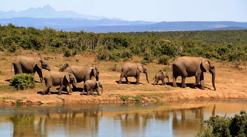 Ελέφαντες δίπλα στο νερό. online παζλ