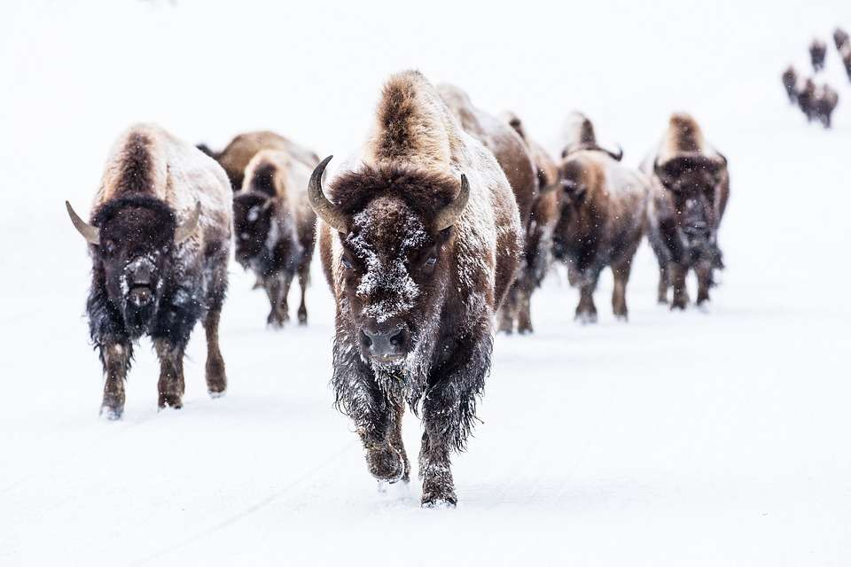Un troupeau de bisons. puzzle en ligne