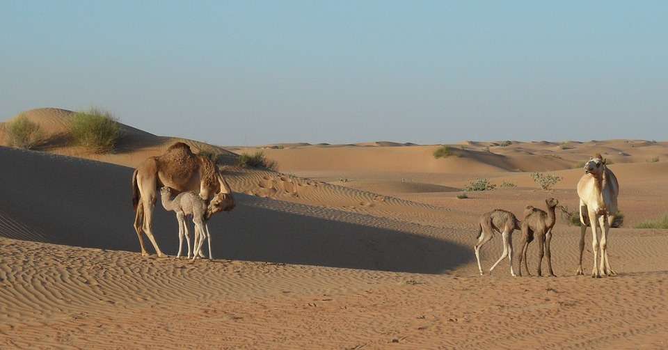 Kamele in der Wüste. Online-Puzzle