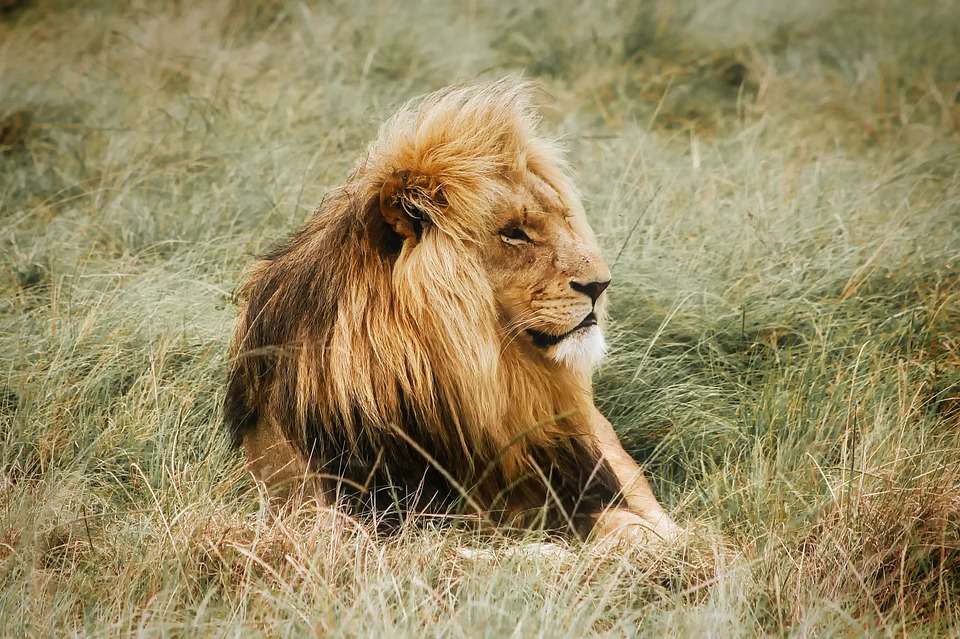 Lion on the savannah. jigsaw puzzle online