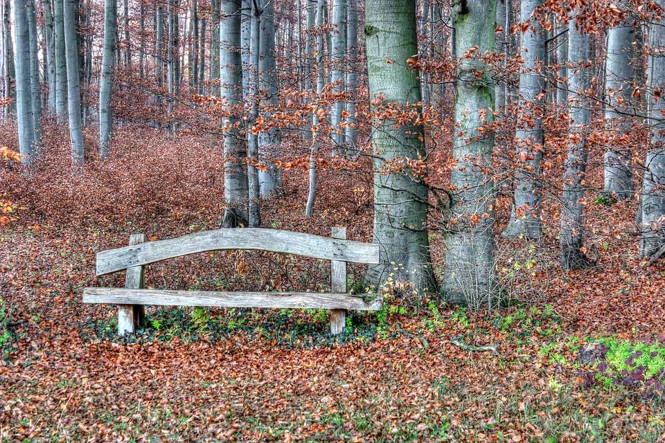 A bench in the autumn forest. online puzzle