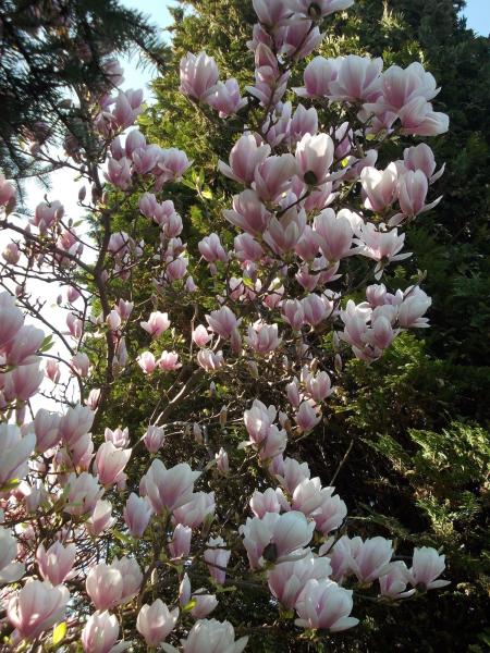 anul acesta magnoliile puzzle online