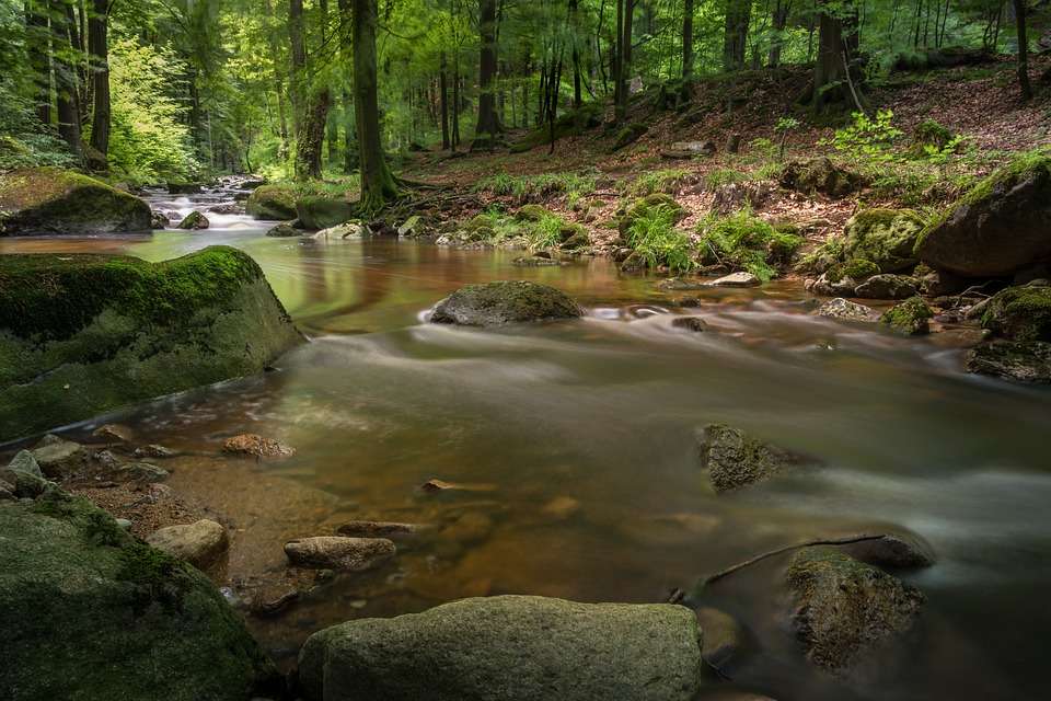 En flod som snurrar genom skogen. pussel på nätet