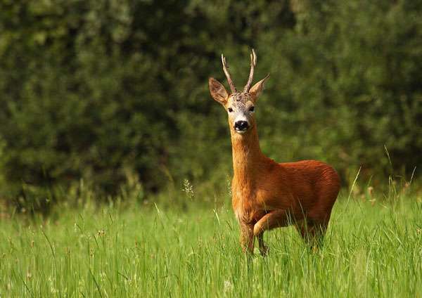 Roe deer in the meadow jigsaw puzzle online