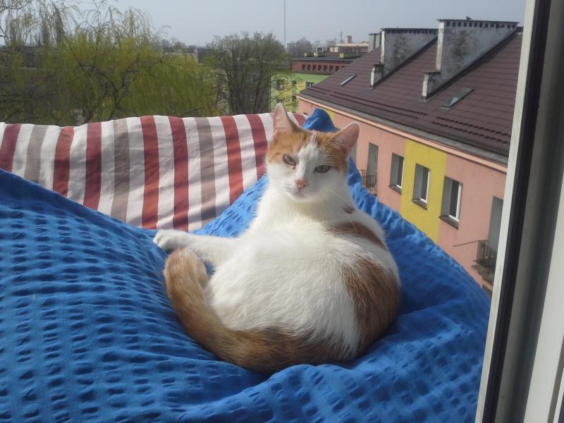 gattino sul balcone puzzle online