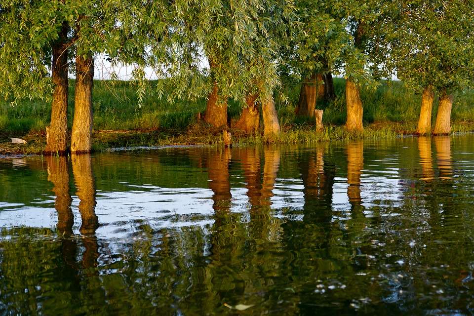 Reflexion av träd i floden. Pussel online