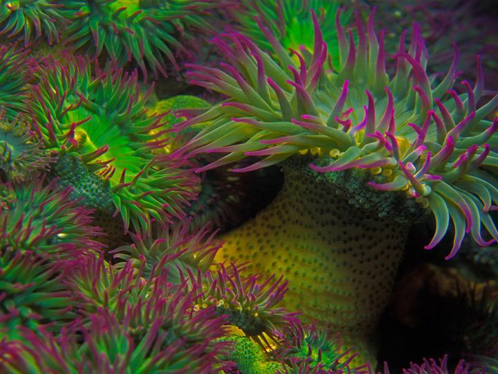 CORAL REEF jigsaw puzzle online