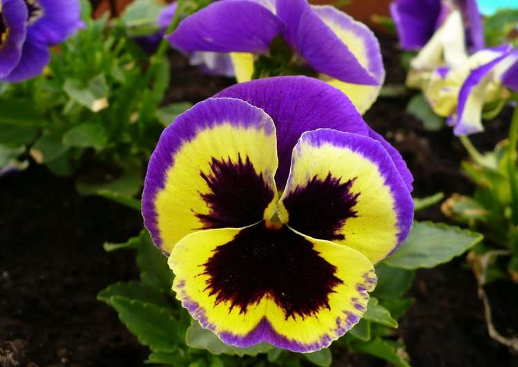 pansy flower online puzzle