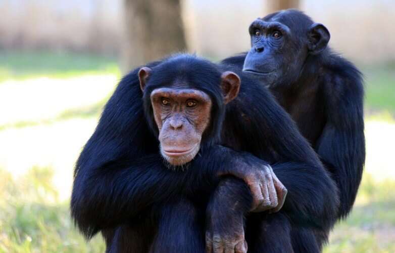 csimpánz kirakós online