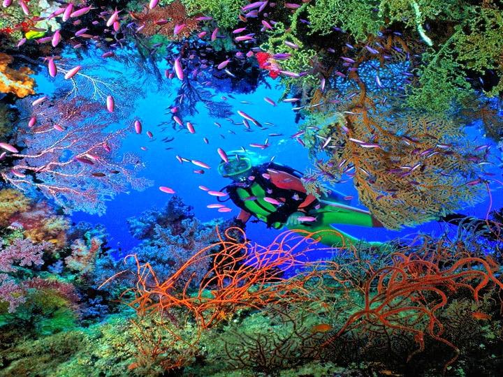 REAL CORAL jigsaw puzzle online