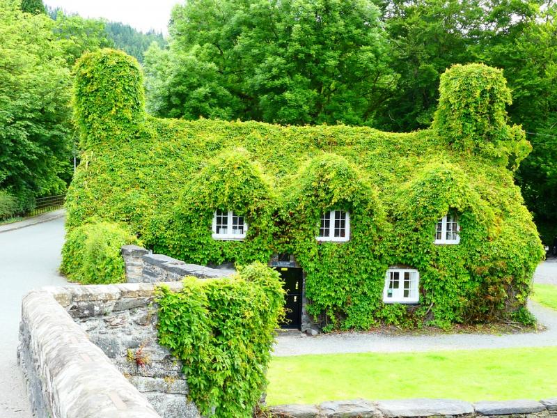 Huis in klimplanten. legpuzzel online