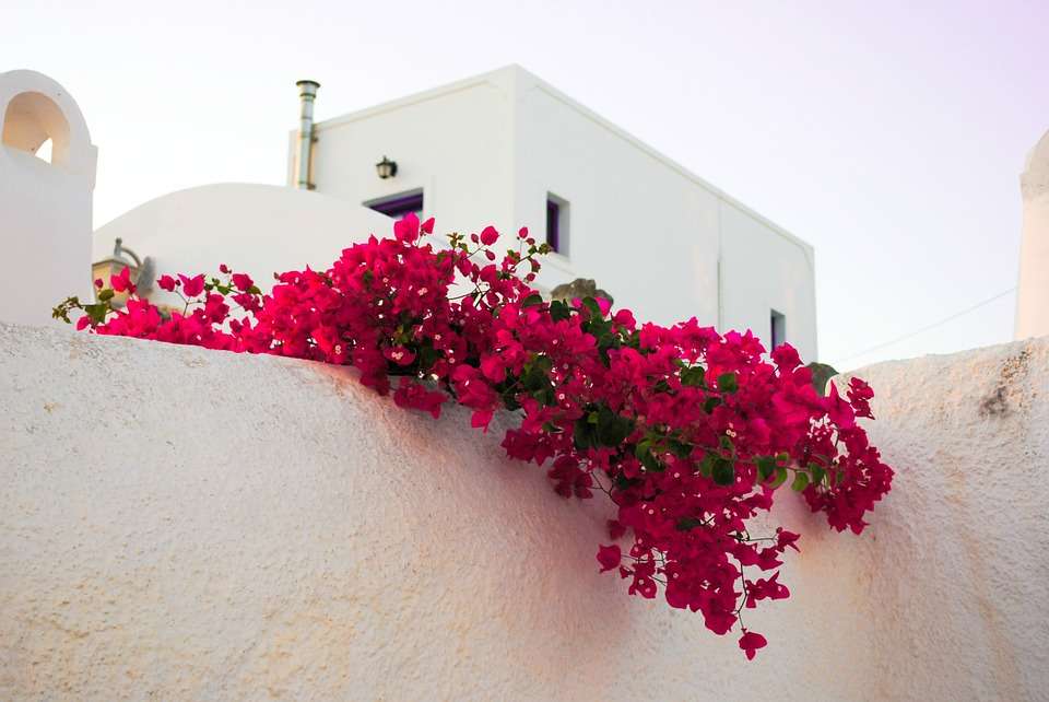 Santorini. Flores rojas rompecabezas en línea