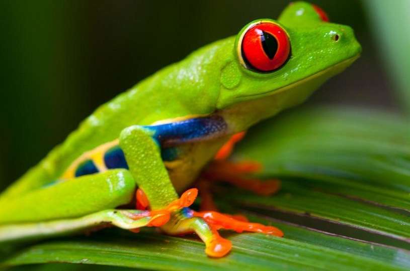 процъфтяваща процъфтяваща жаба онлайн пъзел