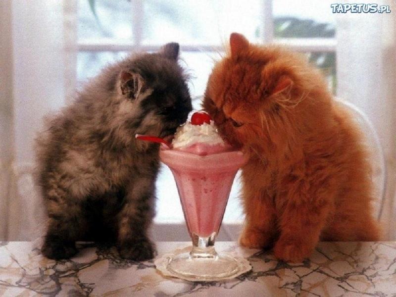 sladkosti na dezert - Drahé a sladké kočky online puzzle