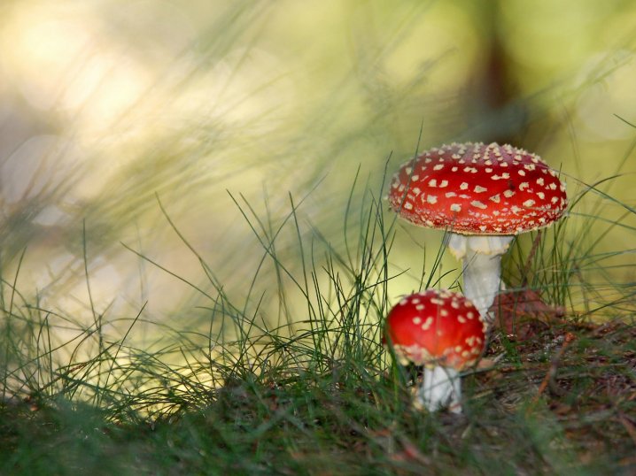 toadstools jigsaw puzzle online