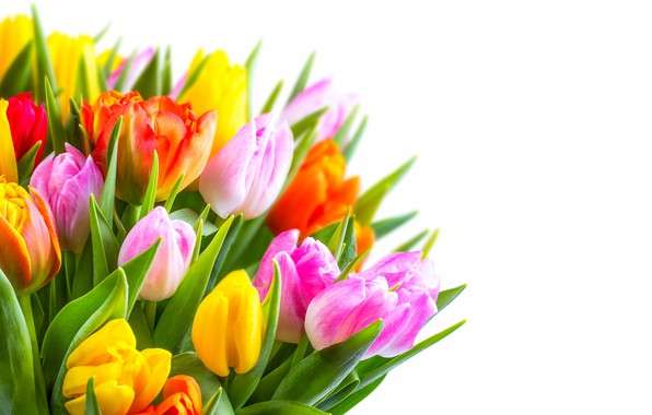 tulipány online puzzle