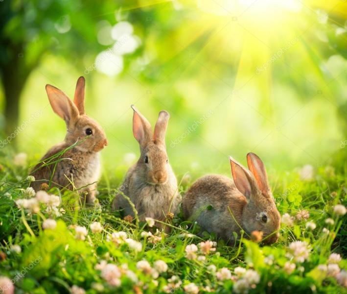 i piccoli coniglietti puzzle online