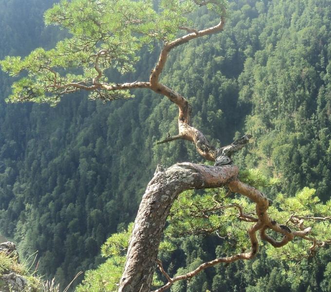 pine in the mountains jigsaw puzzle online