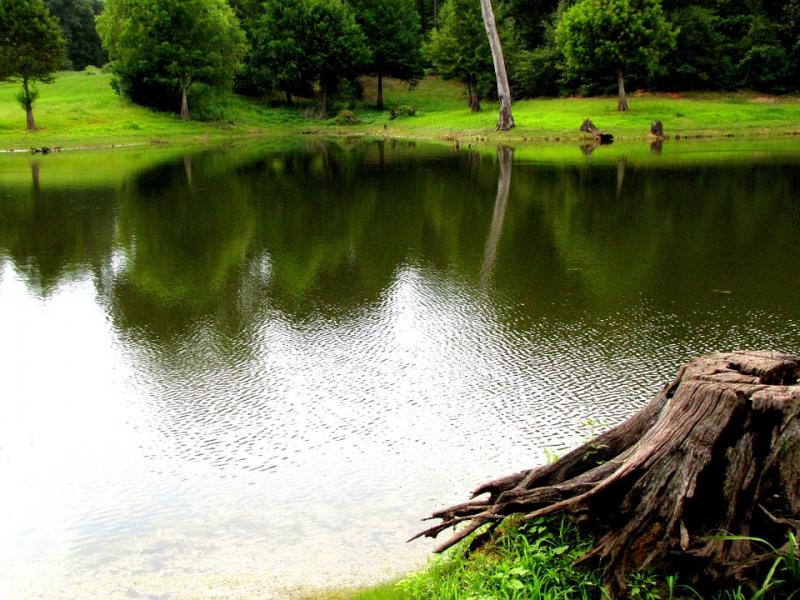 Egy tó a parkban. kirakós online