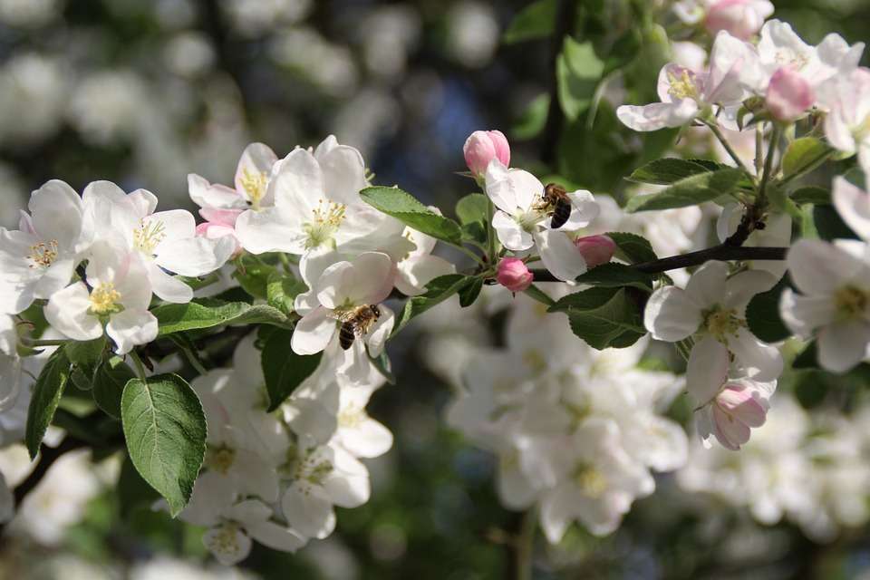Пчели по ябълкови дървета. онлайн пъзел