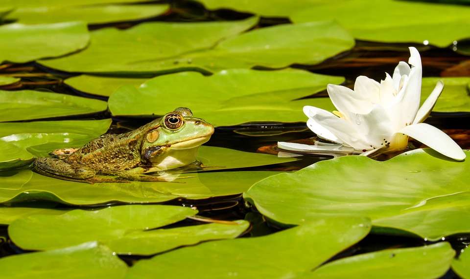 Frog next to a lily. online puzzle