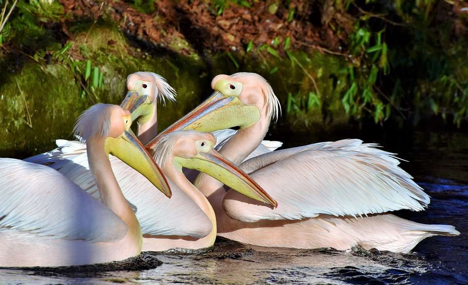 Růžové pelikány. online puzzle