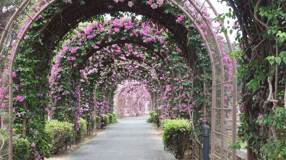 Κήπος με τριανταφυλλιές. online παζλ