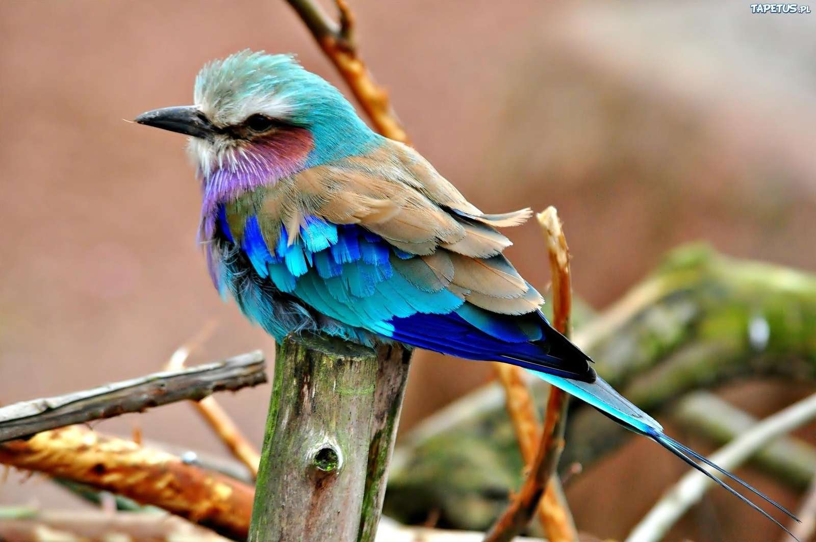 éneklő madarak online puzzle