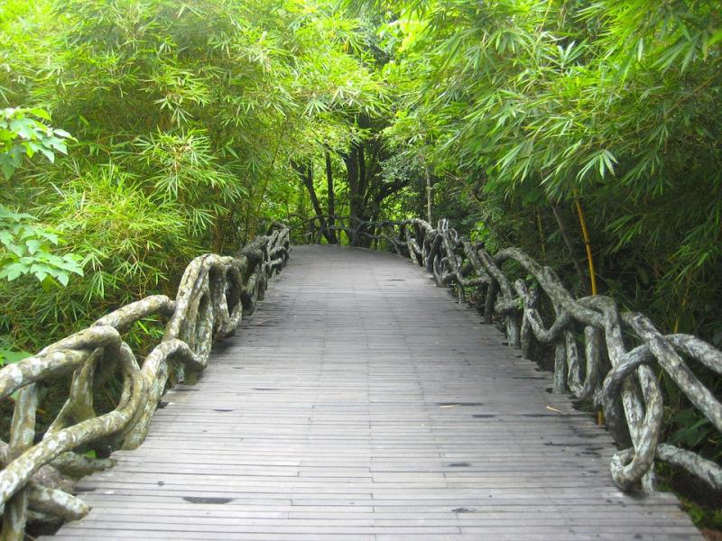 Kinesisk regnskog. Pussel online