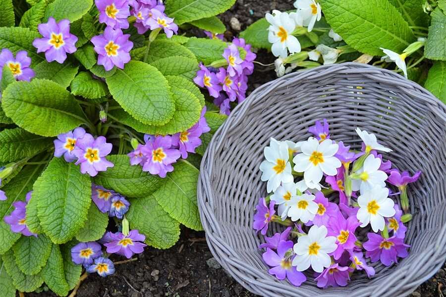 Color de las flores rompecabezas en línea