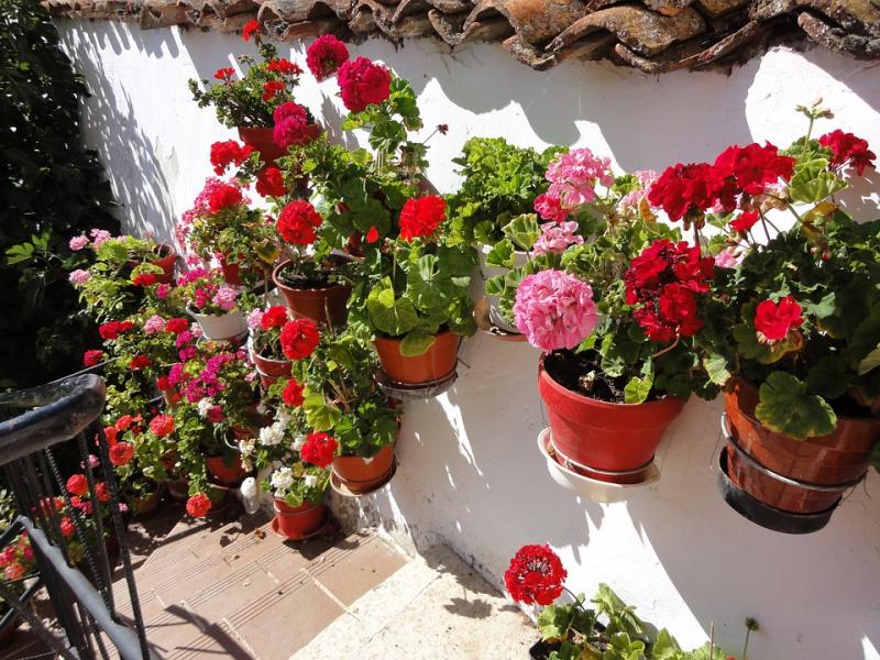 Pelargonium on the stairs. jigsaw puzzle online