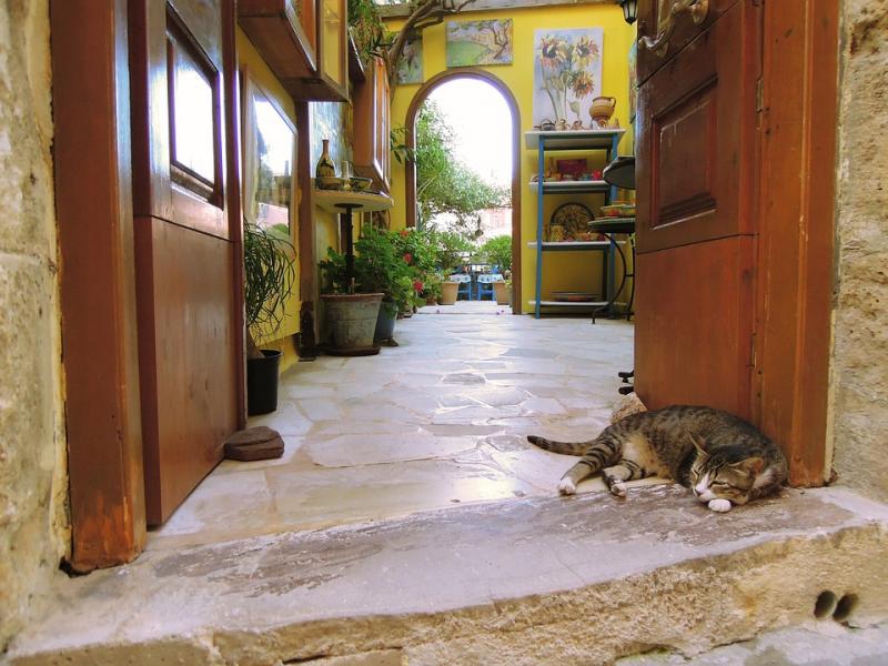 Kočka na domácí komodu. skládačky online