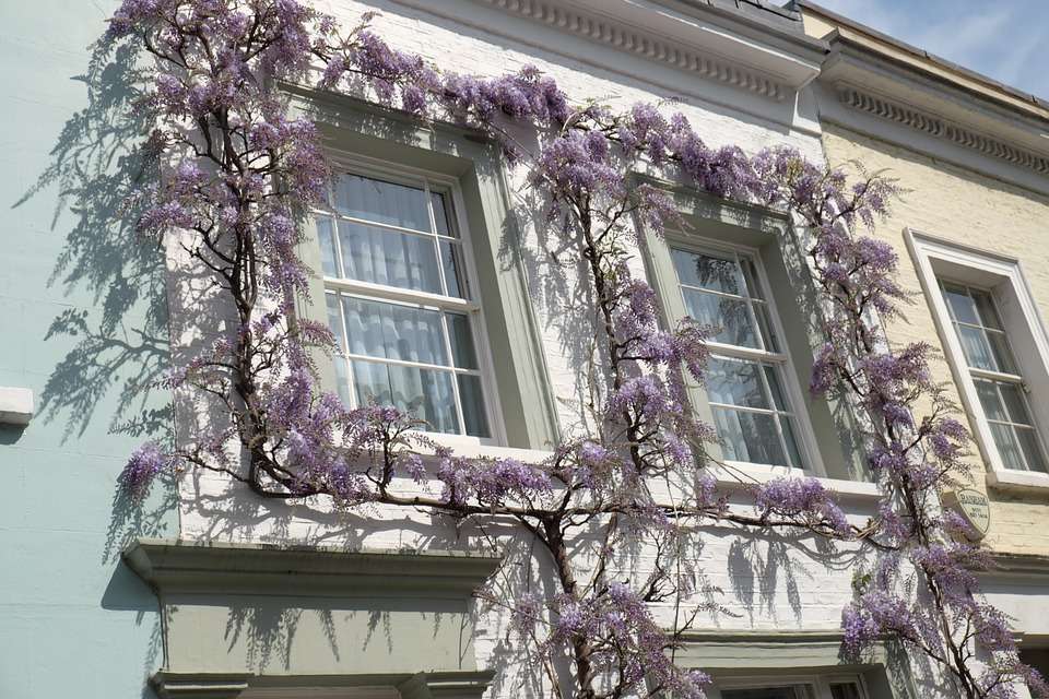 Ablakok wisteria virágokban. online puzzle