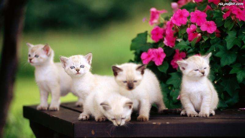 kittens - kitty kats legpuzzel online