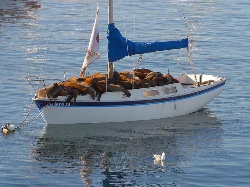 Zeehonden op het jacht. online puzzel