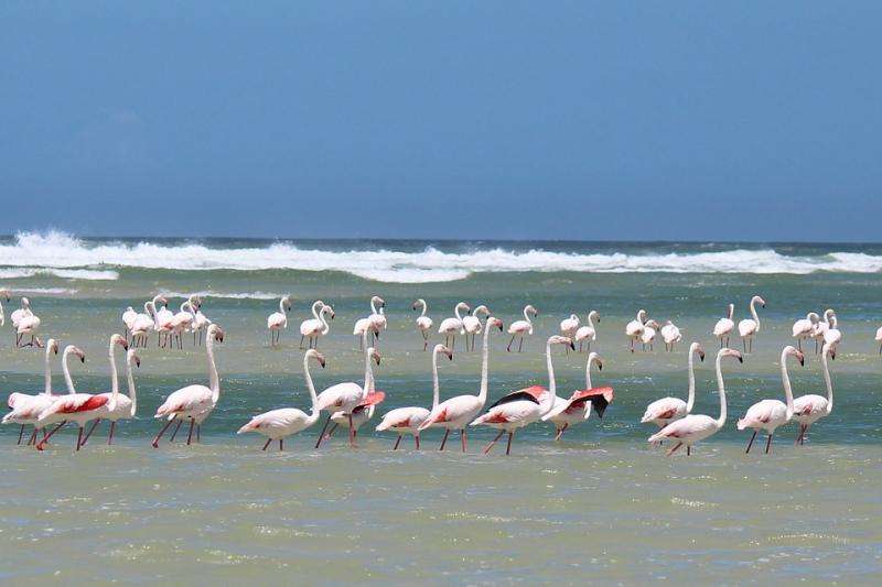 Flamingo's. legpuzzel online