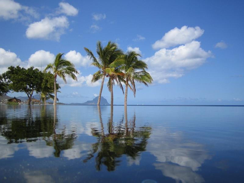Mauritius. Palmboom zwembad. online puzzel