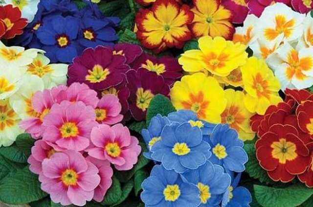 flores quebra-cabeças online