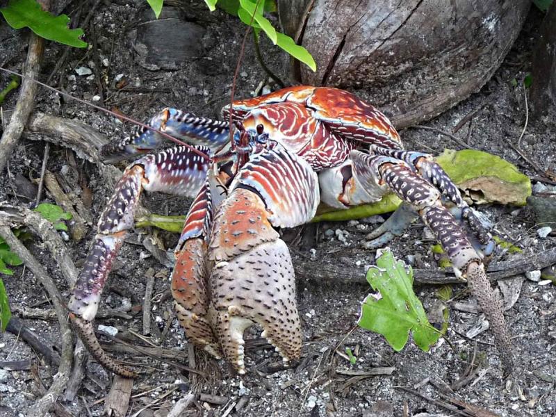 Coconut Crab. online puzzle