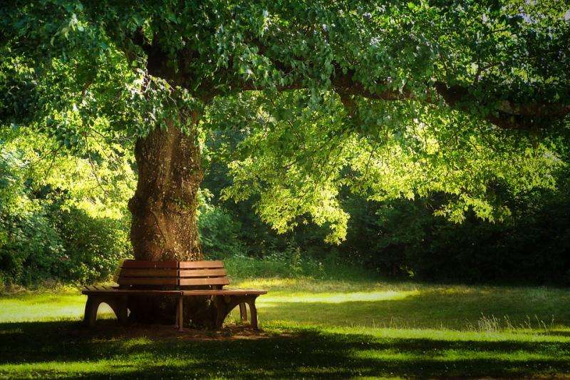 Скамейка под старым деревом. пазл онлайн