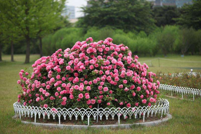 Rose flower bed. jigsaw puzzle online