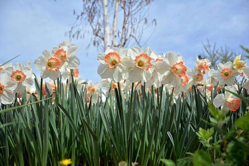 Jarní květiny na louce. skládačky online